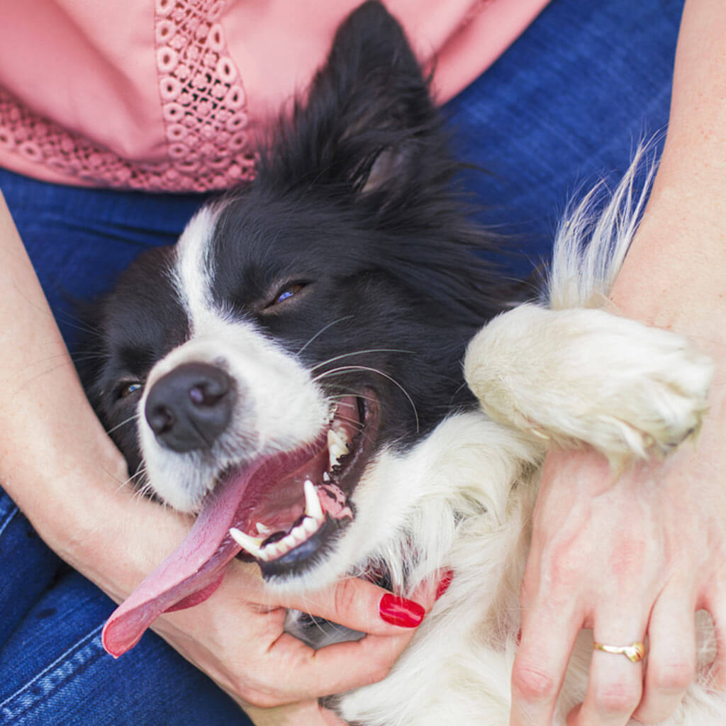 Treating Your Dog Without Spoiling Him
