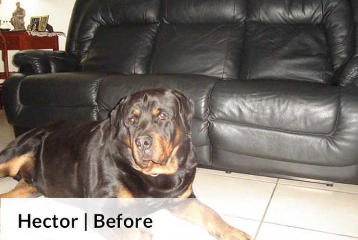 Hector | Before image