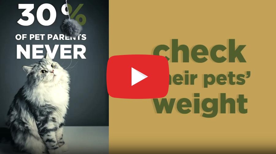 Pet Slimmer: Did you know? #3 placeholder image