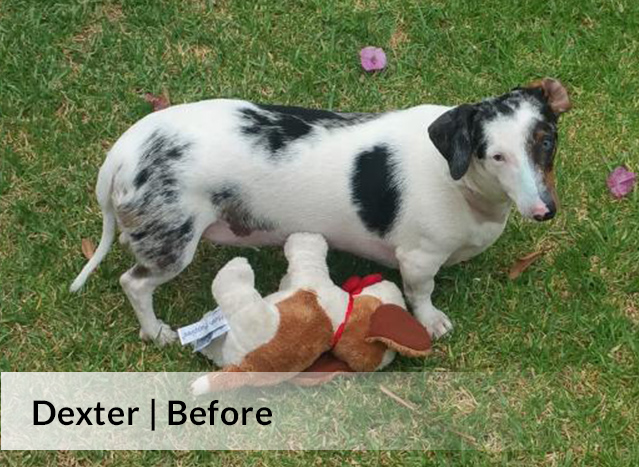 Dexter | Before image