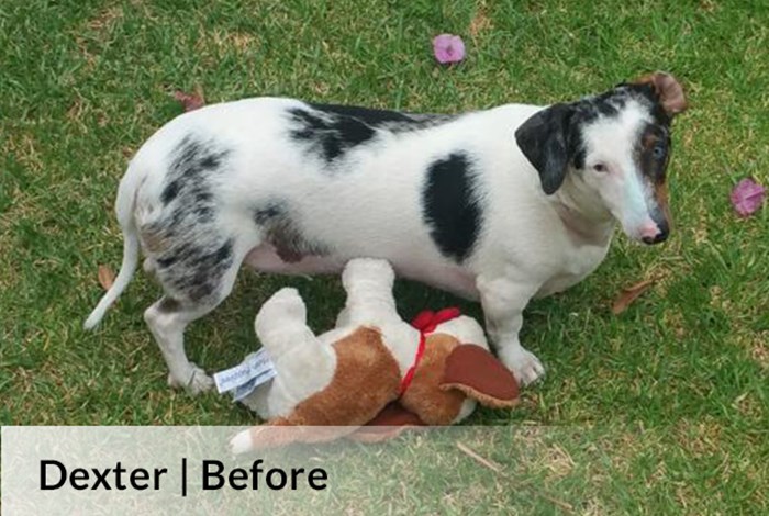 Dexter | Before image