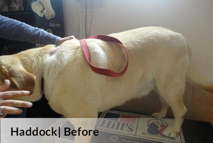 Haddock | Before image
