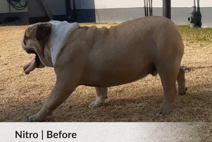Nitro | Before image