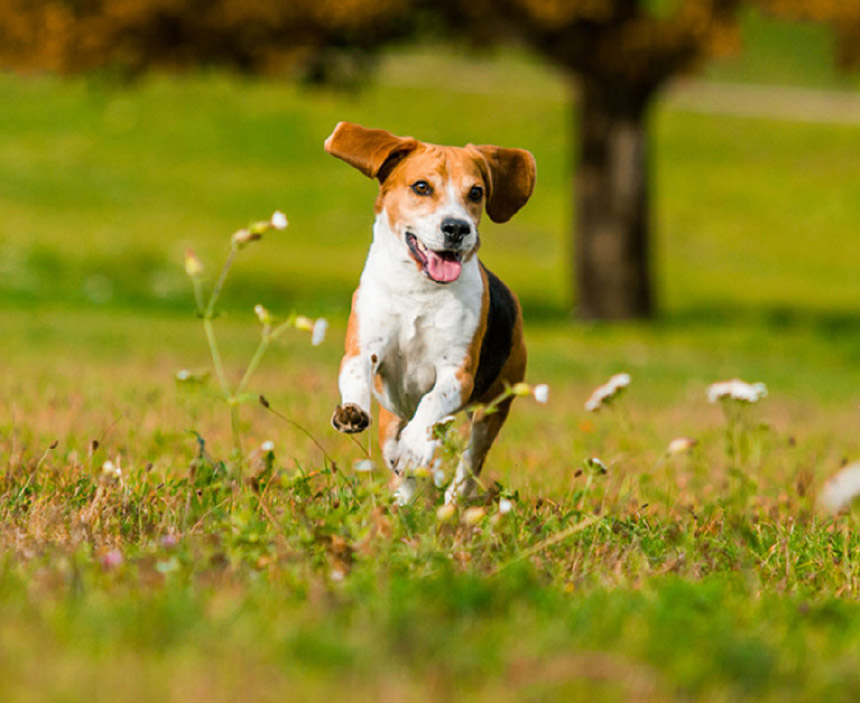 Tips for Dog Exercise