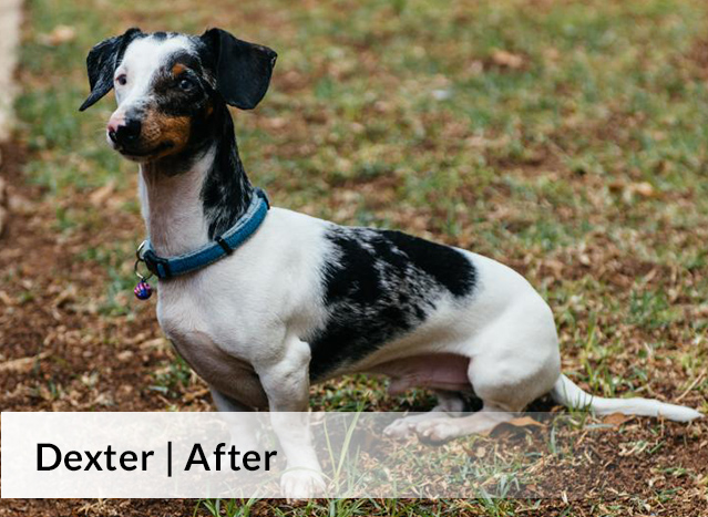 Dexter | After image