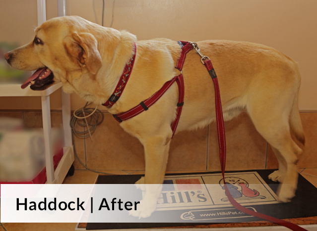 Haddock | After image