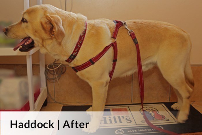 Haddock | After image