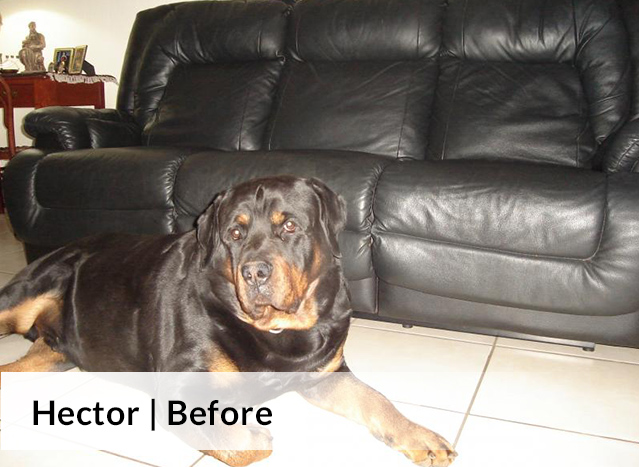 Hector | Before image