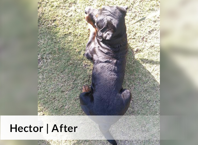 Hector | After image