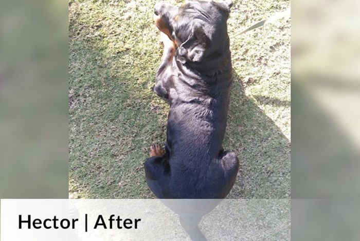 Hector | After image