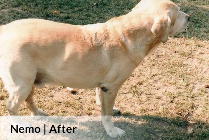 Nemo After image