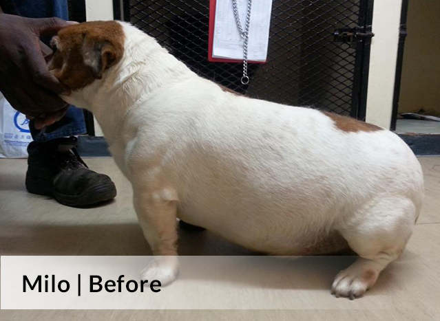 Milo Before image