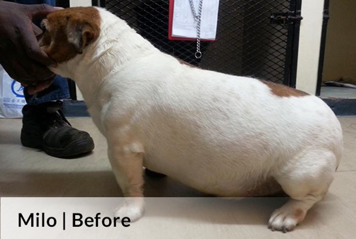 Milo Before image