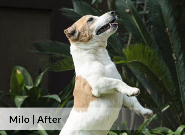 Milo After image