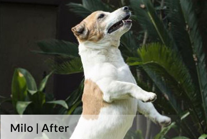 Milo After image