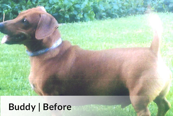 Buddy Before image