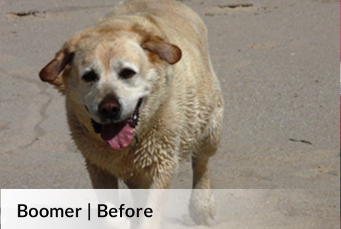 Boomer Before image
