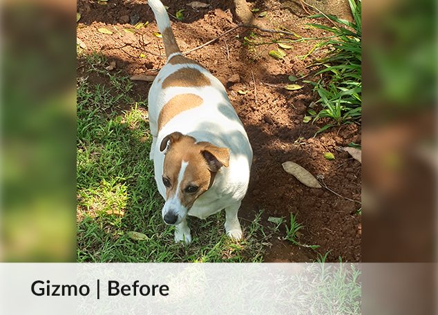 Gizmo | Before image