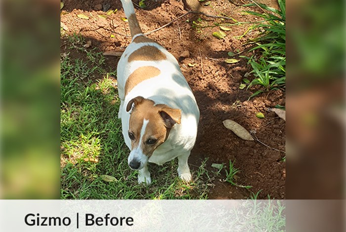 Gizmo | Before image