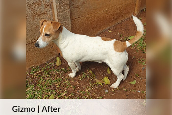 Gizmo | After image