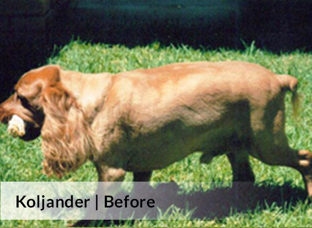 Koljander | Before image