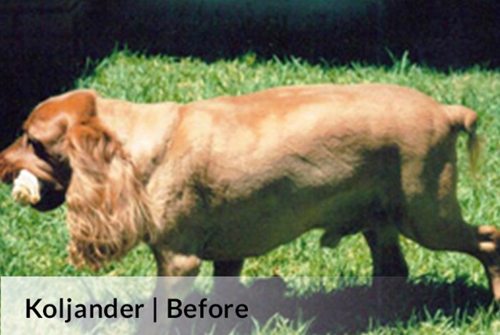 Koljander | Before image