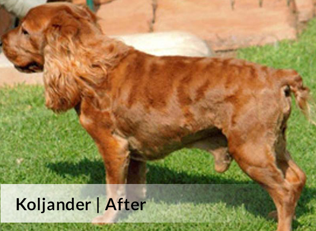 Koljander | After image