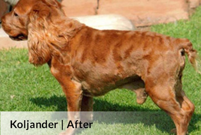 Koljander | After image