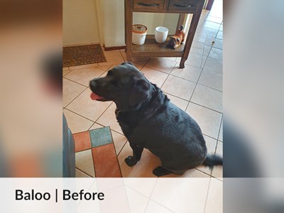 Baloo - progress 1