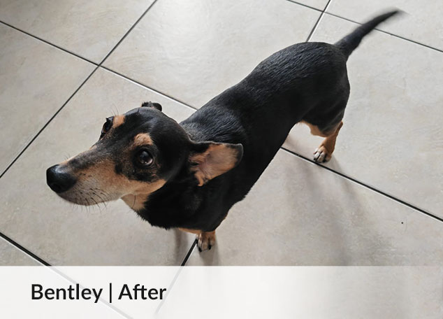 Bentley - progress 2