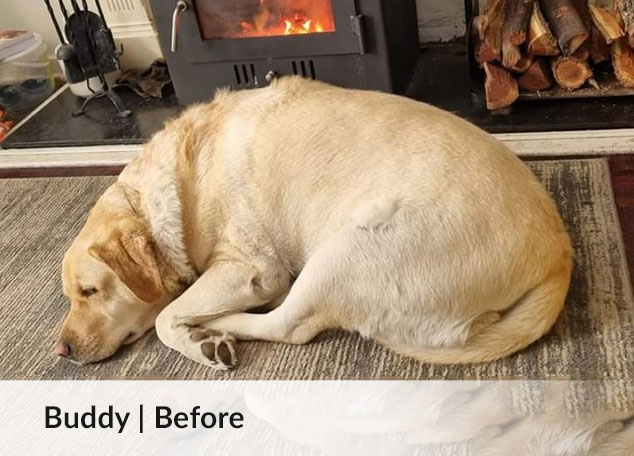 Buddy - progress 1