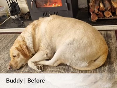 Buddy - progress 1
